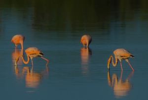 11229370_10104354806285142_2168440168300190155_n (1)