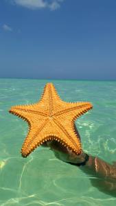 11754691_10104354761564762_124966862054566957_o (1)