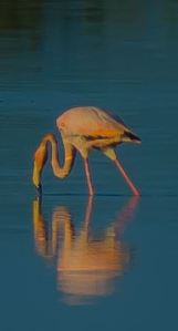 1493159_10104354806180352_1732018376101154472_n